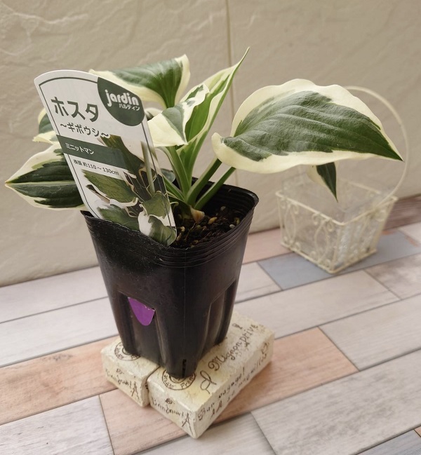 ホスタ　ミニットマン