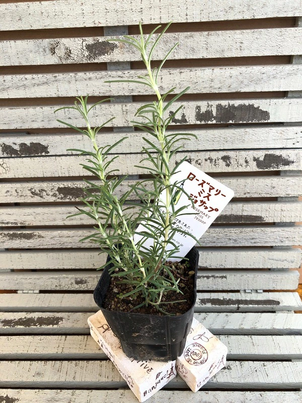 ローズマリーミスジョサップ