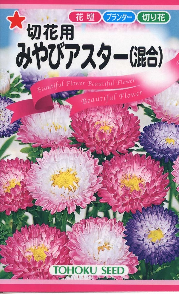 みやびアスター