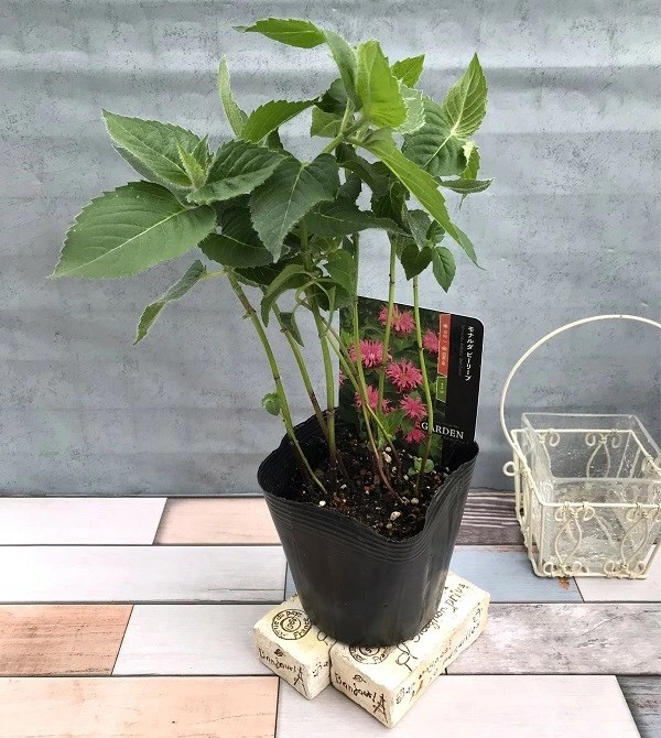 モナルダ 'ビーリーブ'