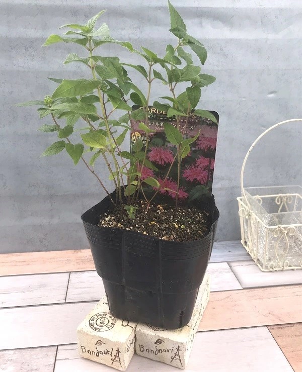 モナルダ 'ピンクレース'