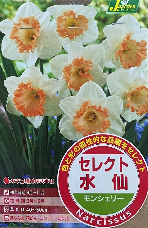 セレクト水仙　モンシェリー
