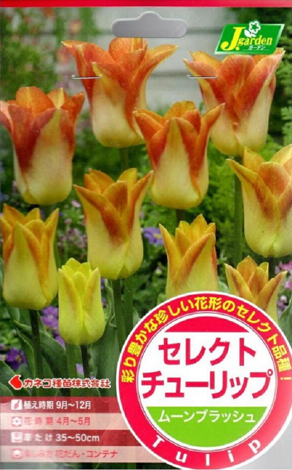 セレクトチューリップ ムーンブラッシュ