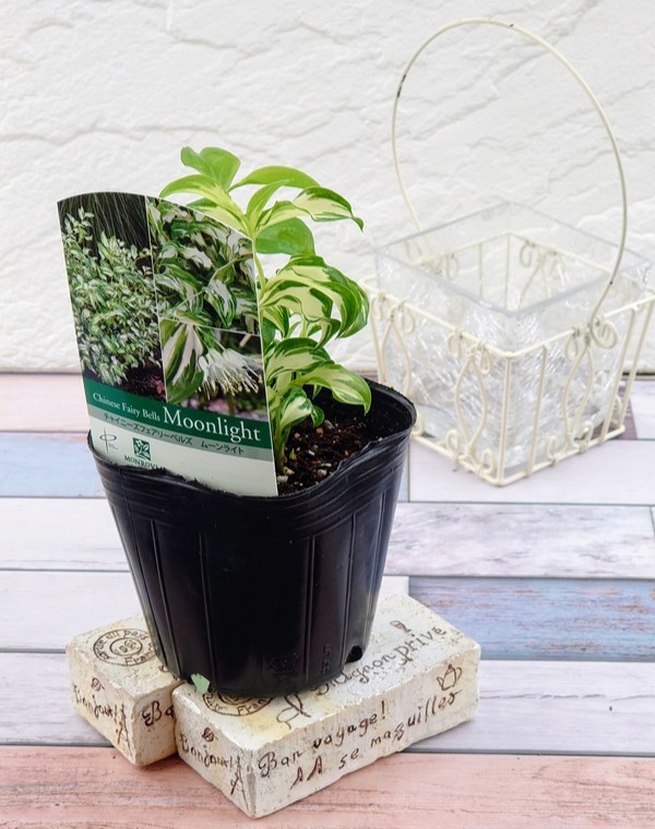 チャイニーズフェアリーベルズ ムーンライト