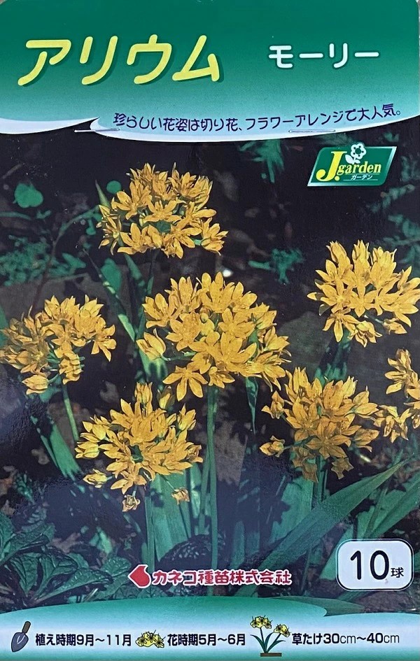 アリウムモーリー