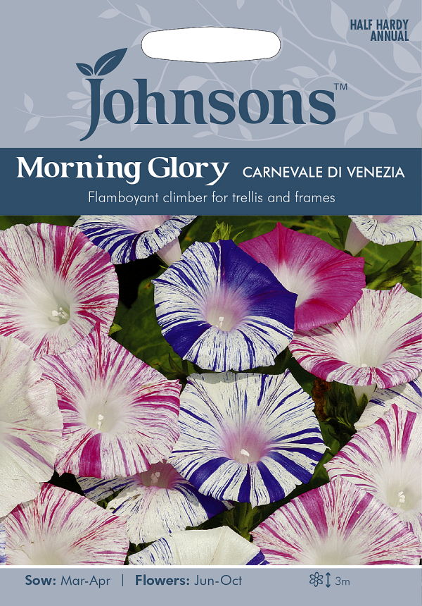 朝顔（あさがお） Morning Glory Gardener's Shop Ivy