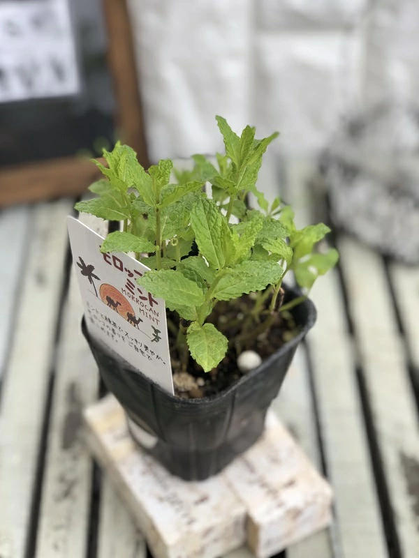 モロッコミント