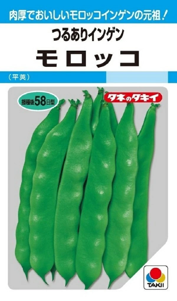 つるありインゲンモロッコ