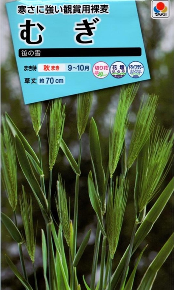 むぎ 笹の雪