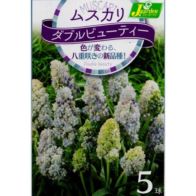 ムスカリダブルビューティー