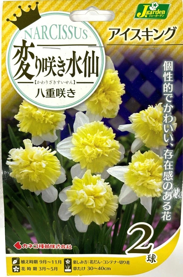 変り咲き水仙 アイスキング