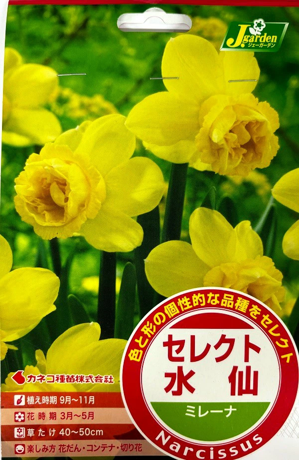 セレクト水仙 ミレーナ
