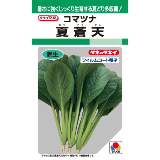 コマツナ夏蒼天