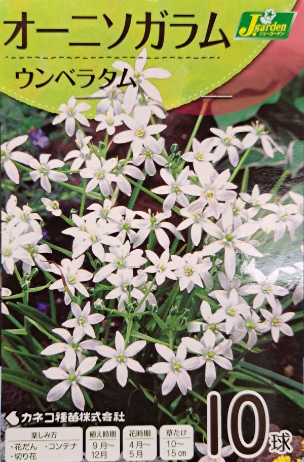 オーニソガラム ウンベラタム