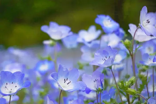 ネモフィラ1