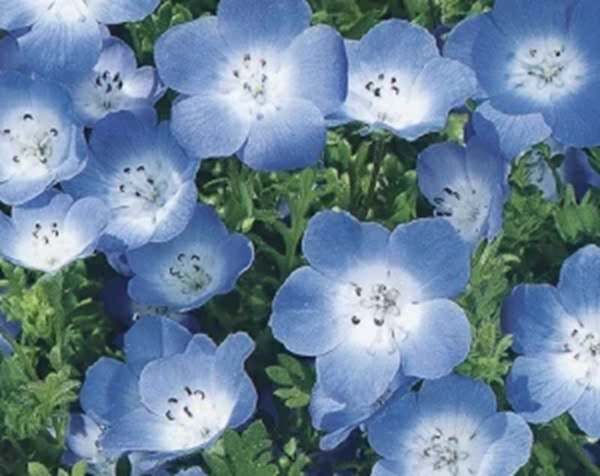nemophila_tokuyou