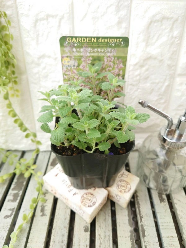 ネペタ ピンクキャンディ