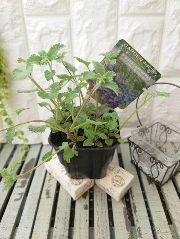 ネペタ シックスヒルズジャイアント