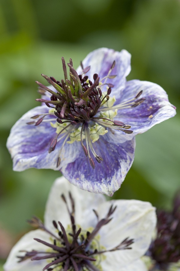 ニゲラ パピロサ デルフトブルー