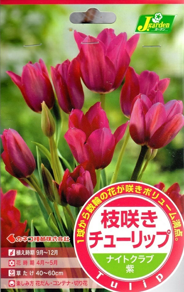 枝咲きチューリップ ナイトクラブ