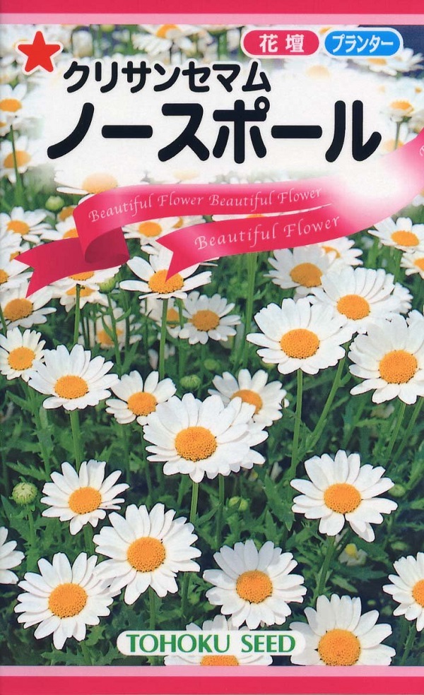 クリサンセマムノースポール