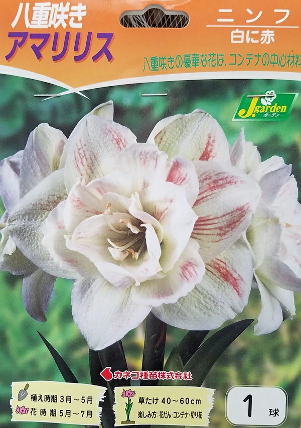 八重咲きアマリリスニンフ