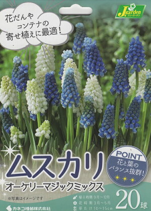 ムスカリ オーケリーマジックミックス