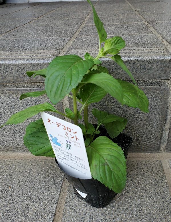 オーデコロンミント