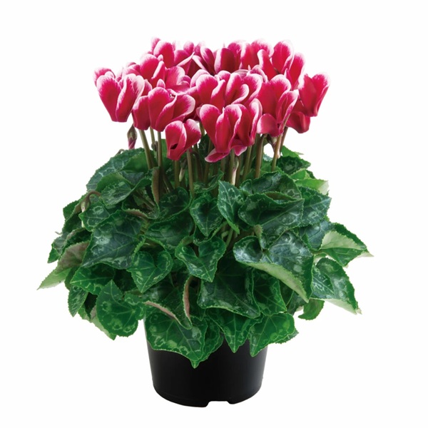 フレグラントシクラメン オドラ フジワインレッド1