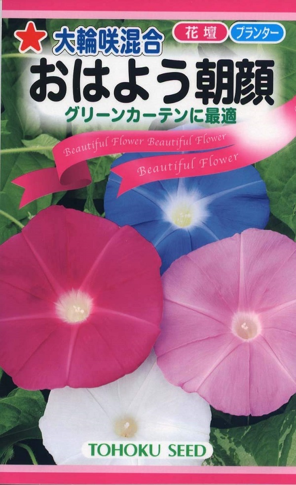 おはよう朝顔