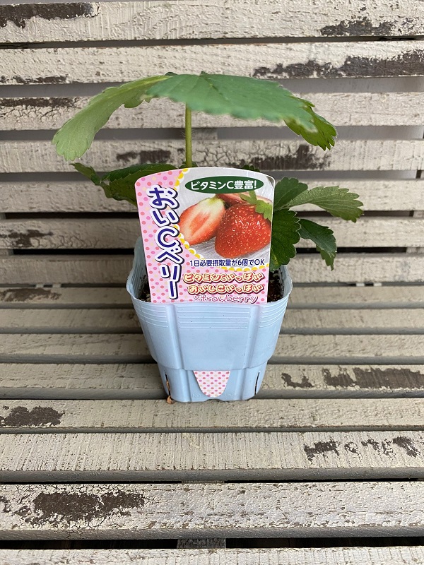 おいCベリー