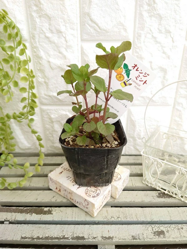 オレンジミント　