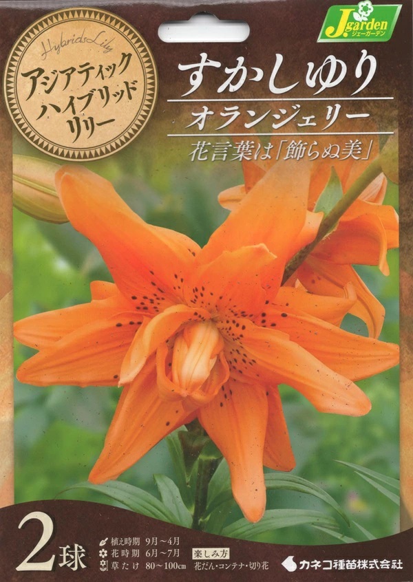 八重咲すかしゆり オランジェリー