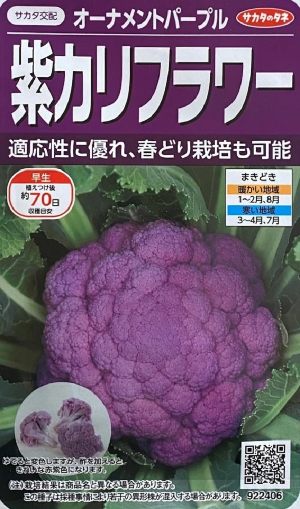 紫カリフラワー　オーナメントパープル