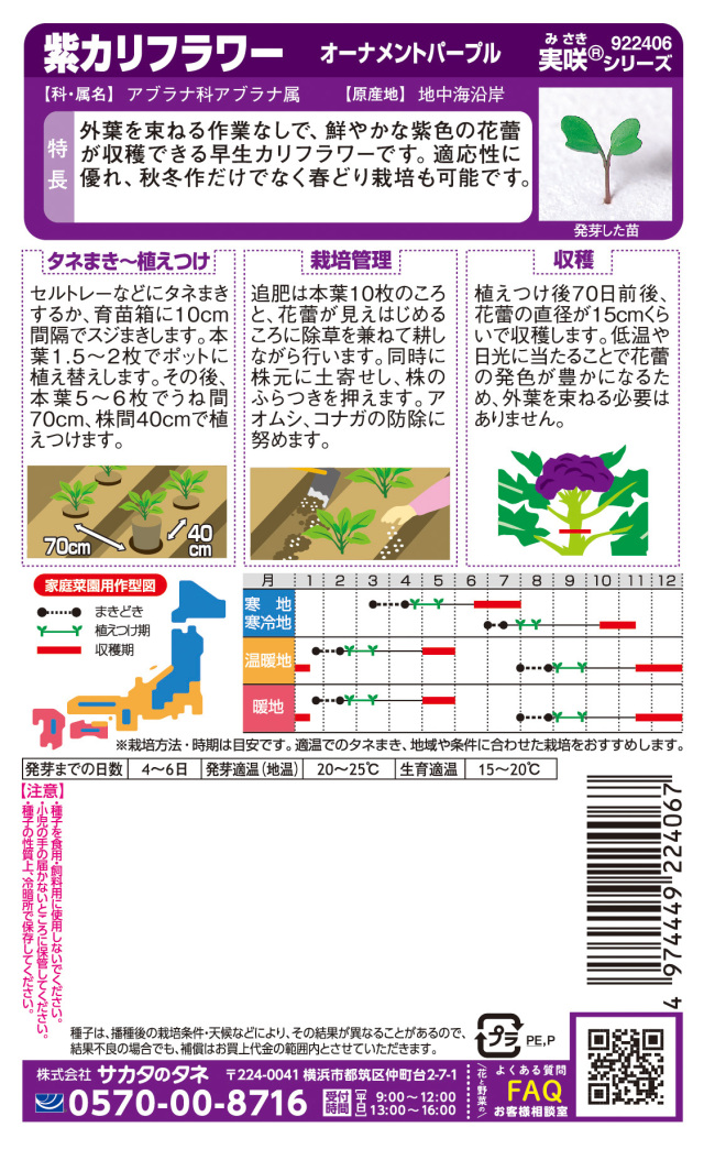 紫カリフラワーオーナメントパープル