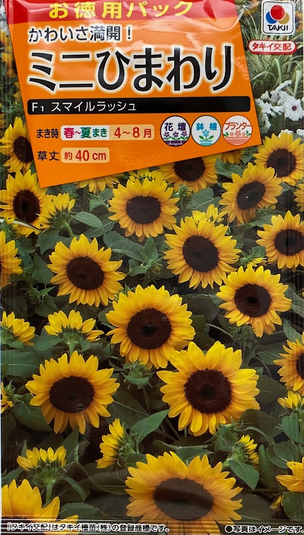 向日葵（ヒマワリ） Sunflower Gardener's Shop Ivy