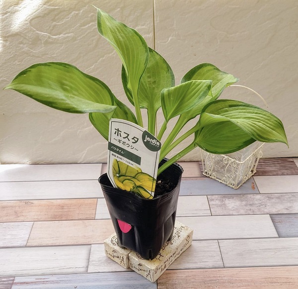 ホスタ　パラダイム