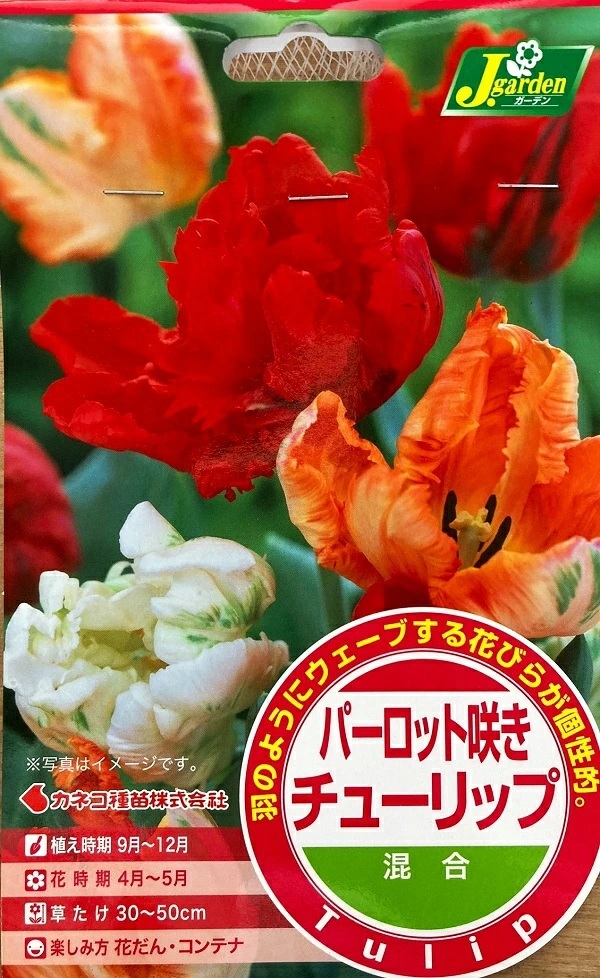 パーロット咲きチューリップ 混合