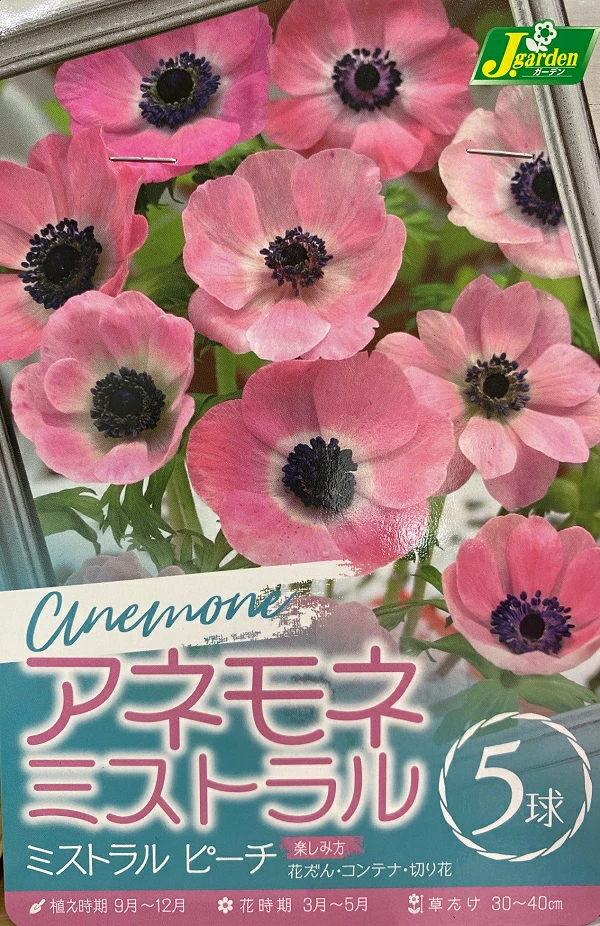 アネモネ ミストラル ピーチ