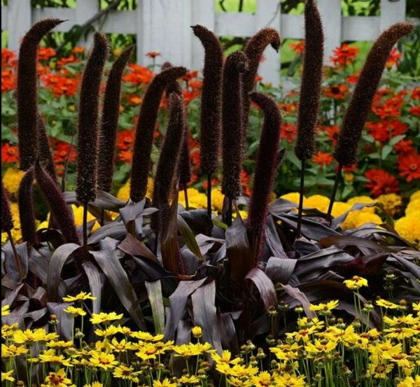 ペニセタム グラウカ コッパープリンス