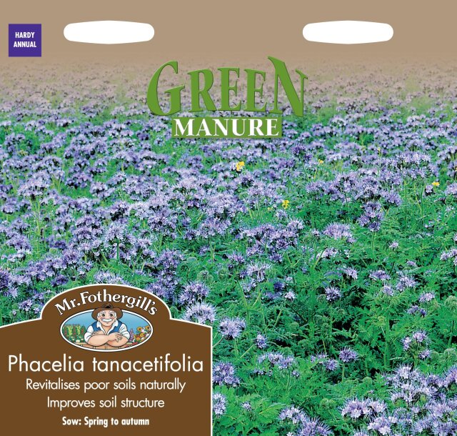 phacelia tanacetifolia