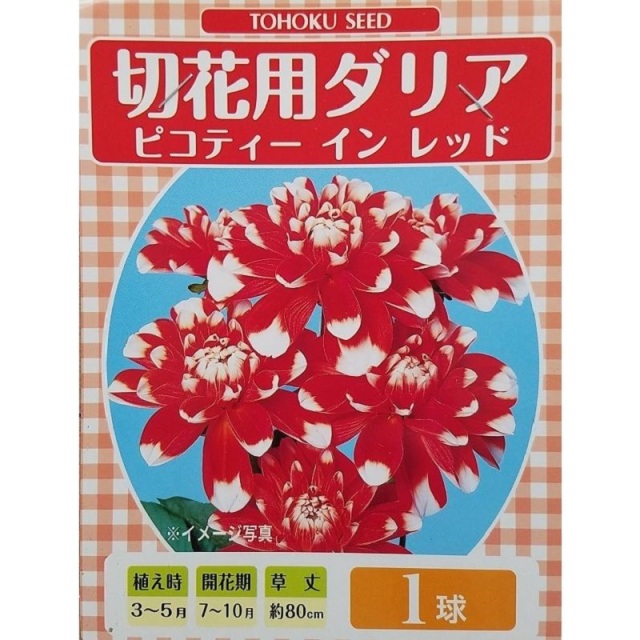 切花用ダリア　ピコティーインレッド