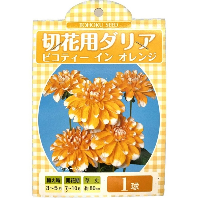 切花用ダリア　ピコティーインオレンジ