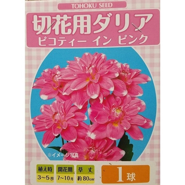 ダリア　ピコティーインピンク