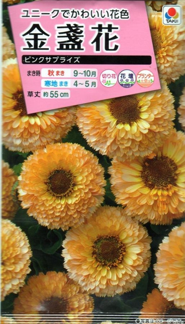 金盞花 ピンクサプライズ
