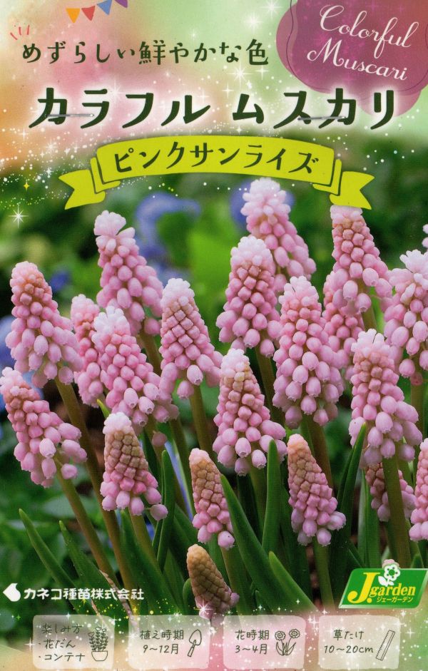カラフルムスカリピンクサプライズ