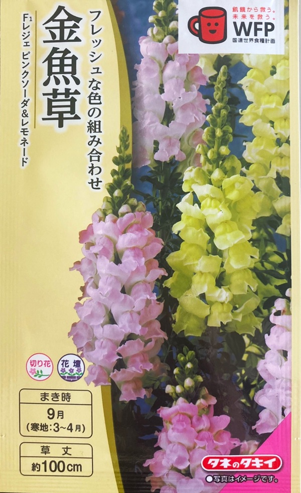 金魚草 ピンクソーダアンドレモネード