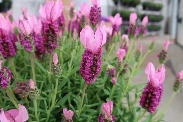 フレンチラベンダー　ピンクサマー