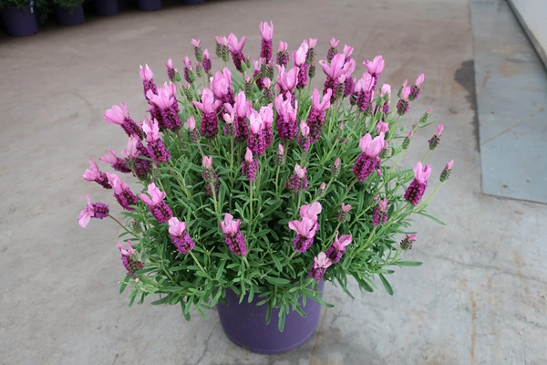 フレンチラベンダー　ピンクサマー