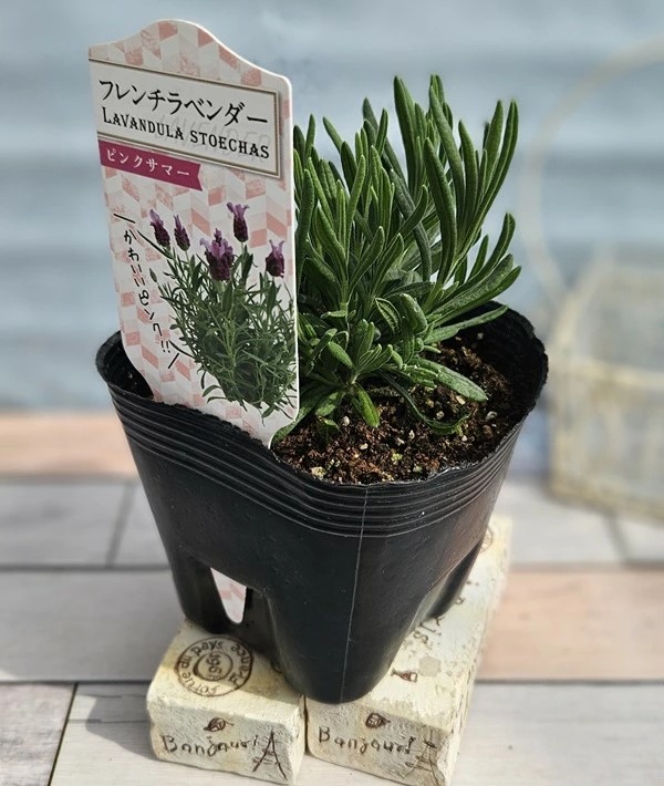 フレンチラベンダー　ピンクサマー